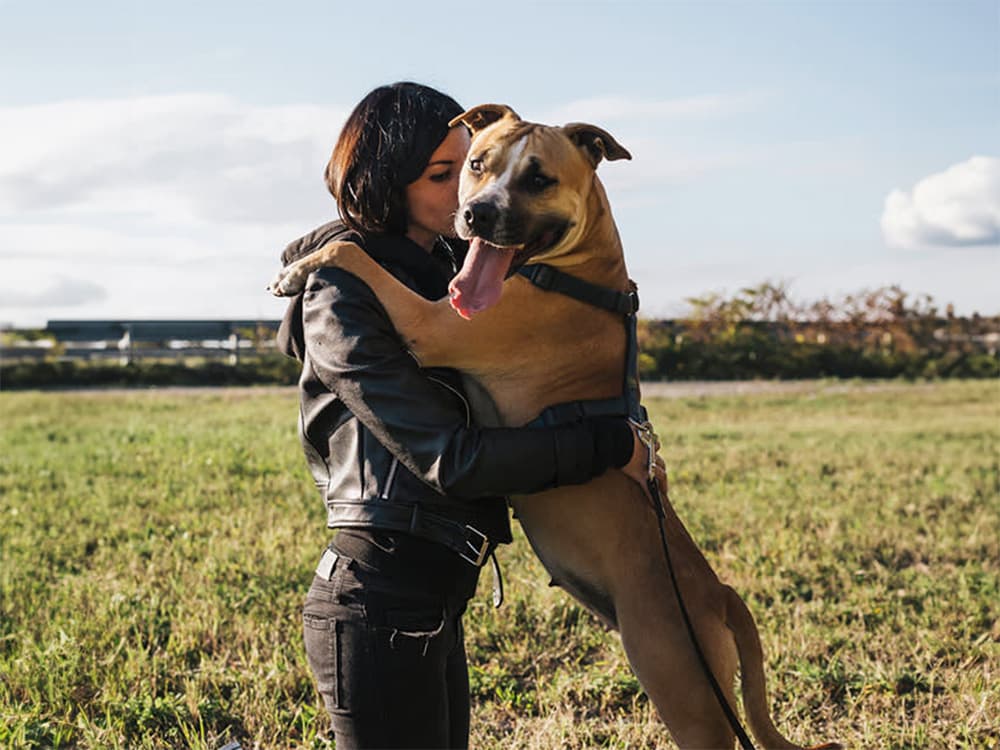 amstaff dog hugging person