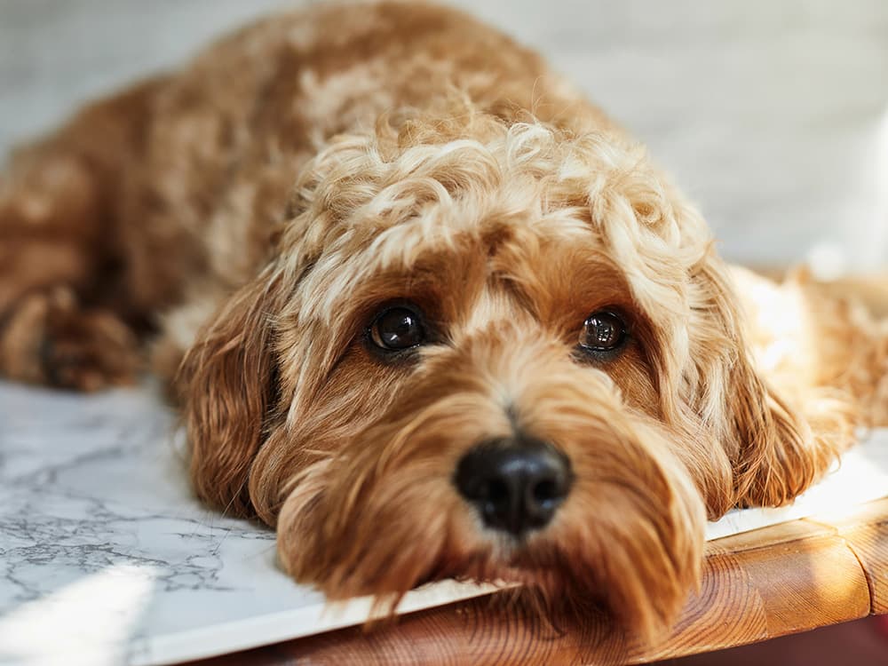 Does My Dog Have Cushing’s Disease?