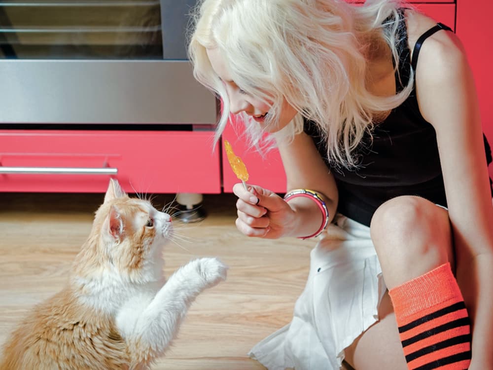 Can Cats Eat Popsicles?