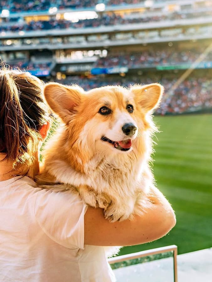 All the Major League Baseball Games You Can Bring Your Dog to This Season