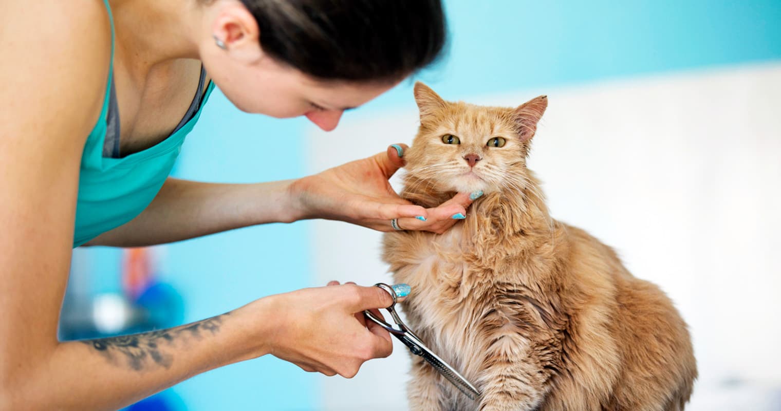How Much Does Cat Grooming Cost?