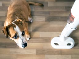 These Common Household Noises Are Super Stressful for Dogs, Study Finds