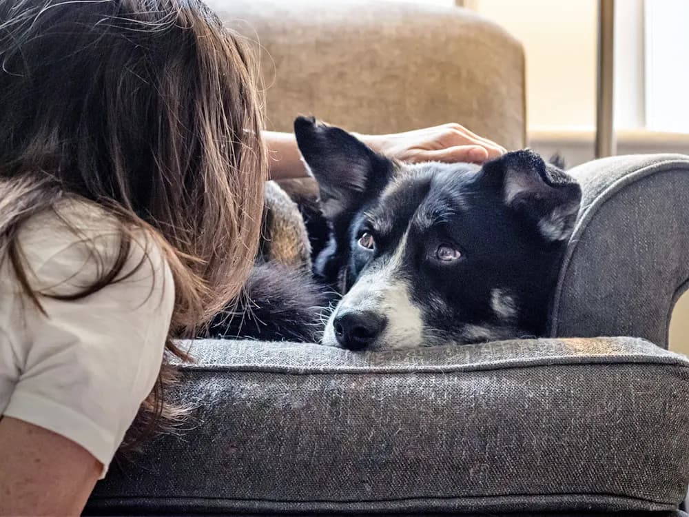 What Should You Do if Your Dog Bites Someone?