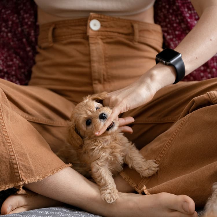 What’s the Deal, Mouthy Puppies? Why Bite Inhibition Matters
