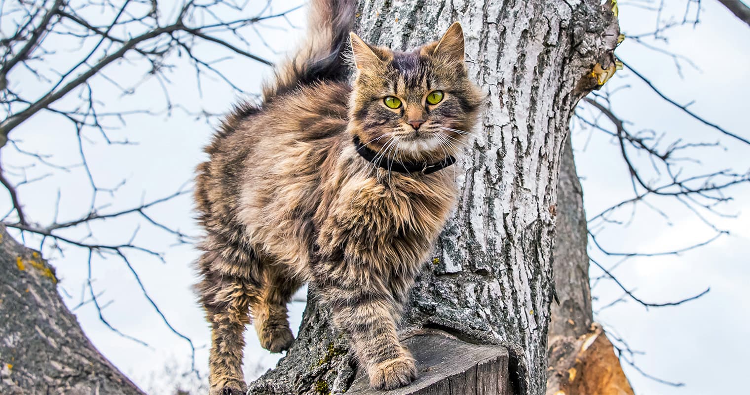 130 Disney Cat Names: Our Favorite Disney Cat Inspired Names