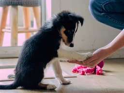 When to Start Training a Puppy: a Complete Puppy Training Schedule By Age
