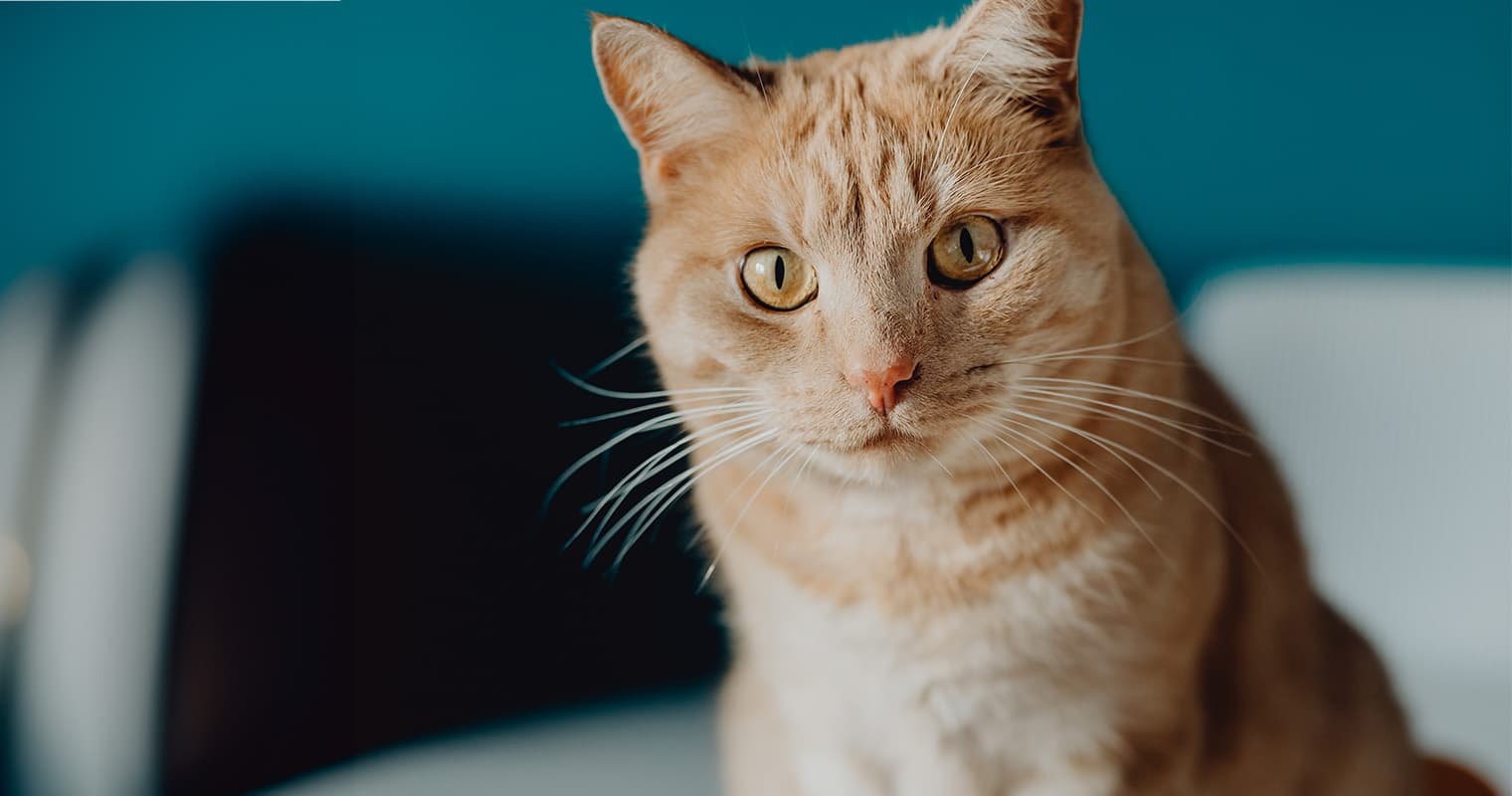 Do Cats Know When You Are Dying?