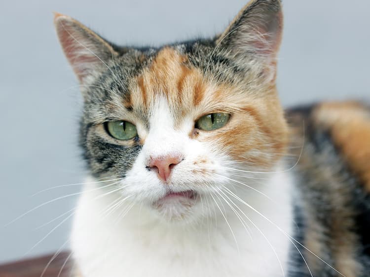 Do Calicos Really Have More ‘Cat-titude’ Than Other Cats?