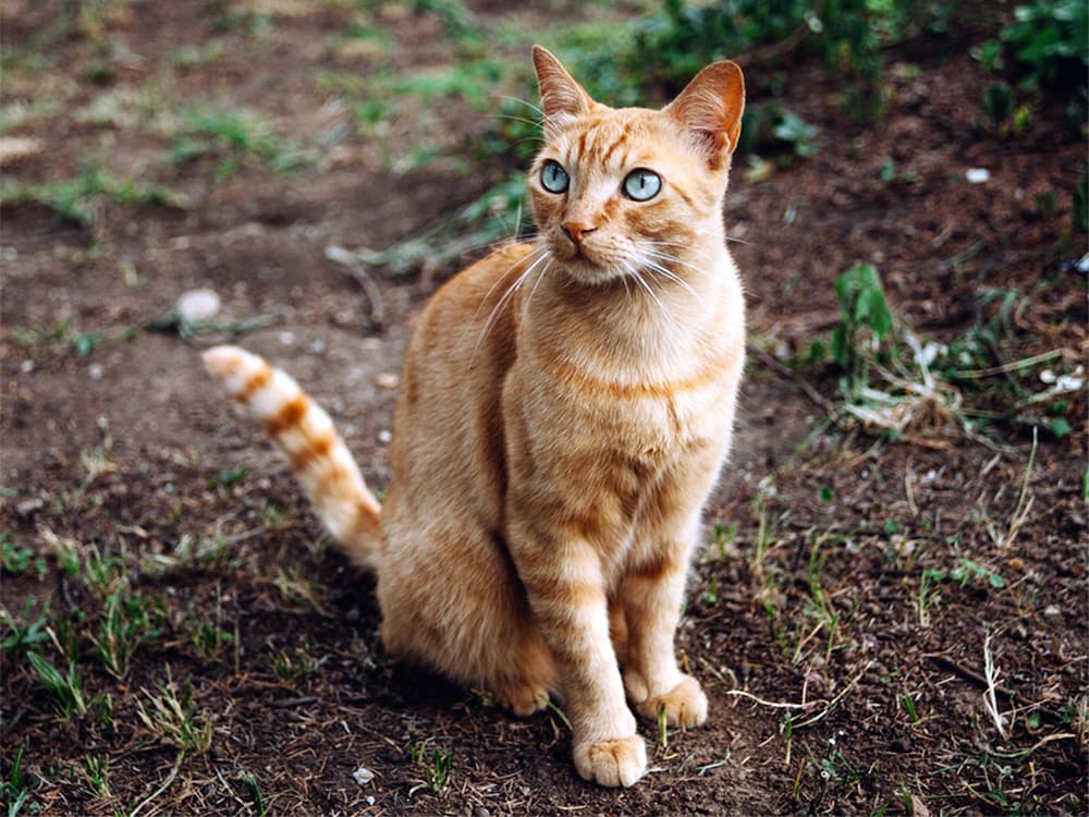 An Oregon Resident Just Caught the Bubonic Plague, Likely From Their Cat