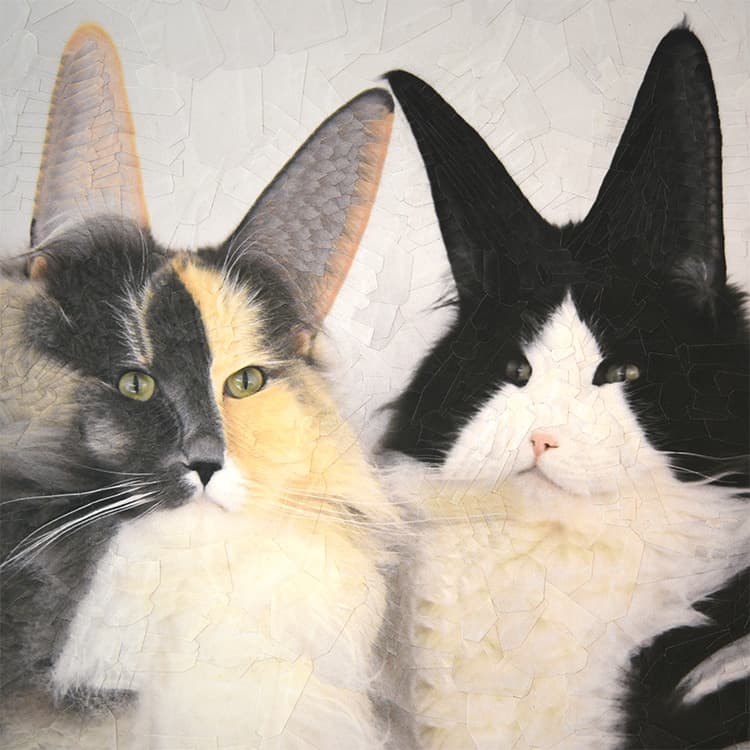 I Hired an Animal Communicator to Talk to My Cats