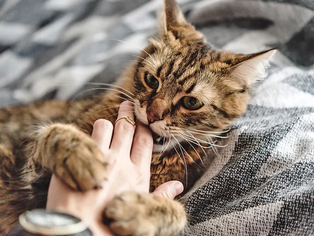 cat attacking owners hand and finger tips