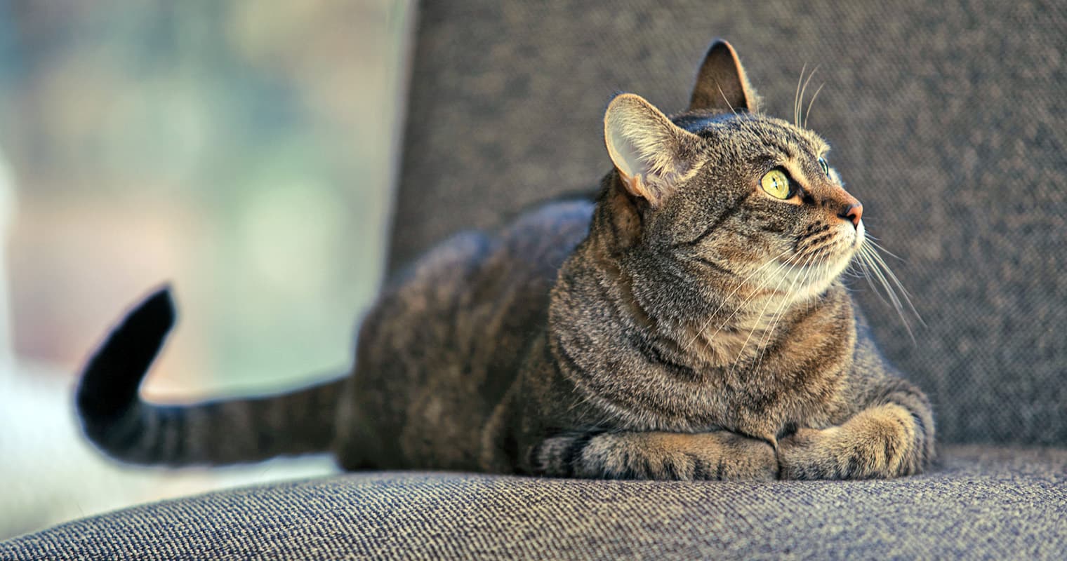 200+ Unique and Uncommon Cat Names