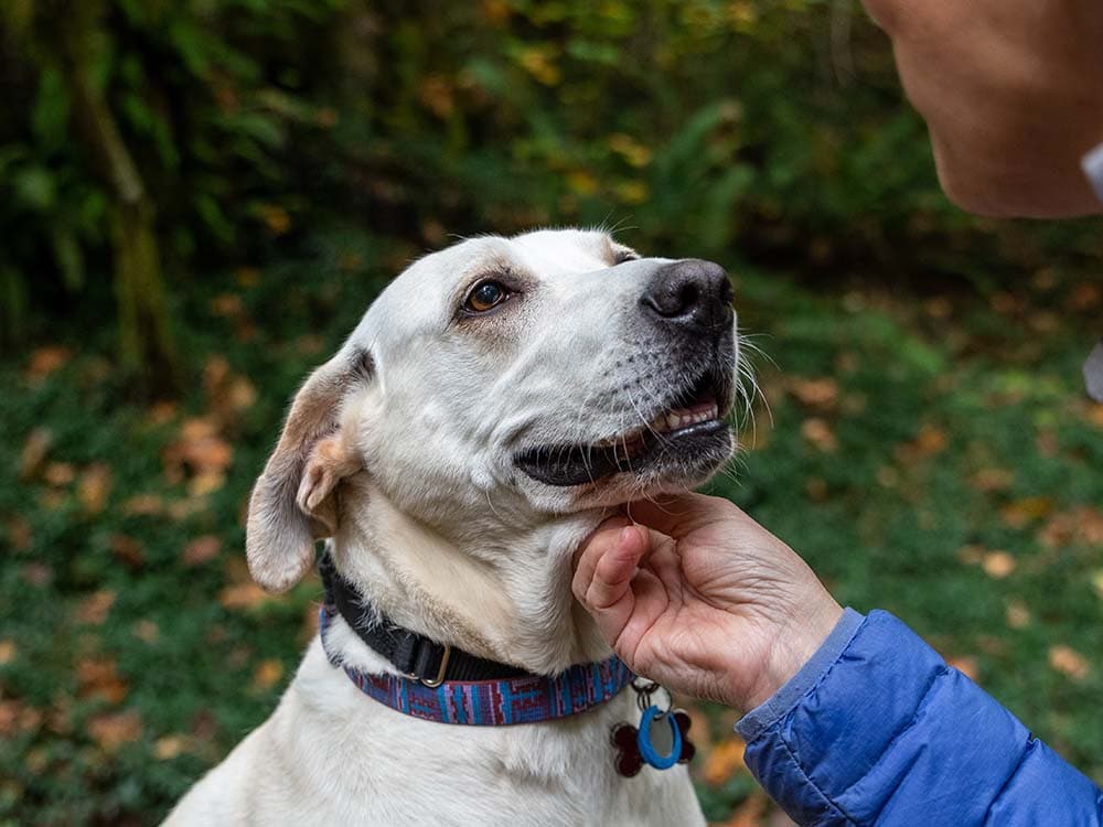 Can Dogs Get Breast Cancer?