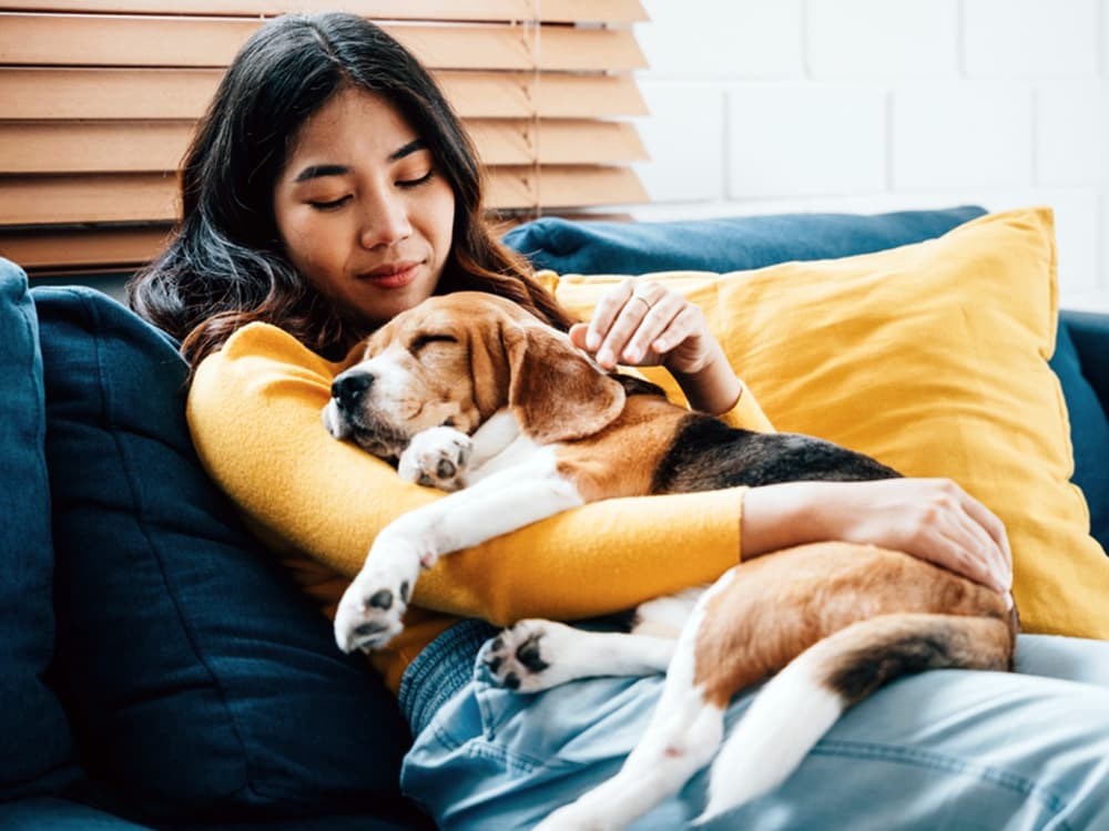 Why Does My Dog Throw Up Yellow Bile?