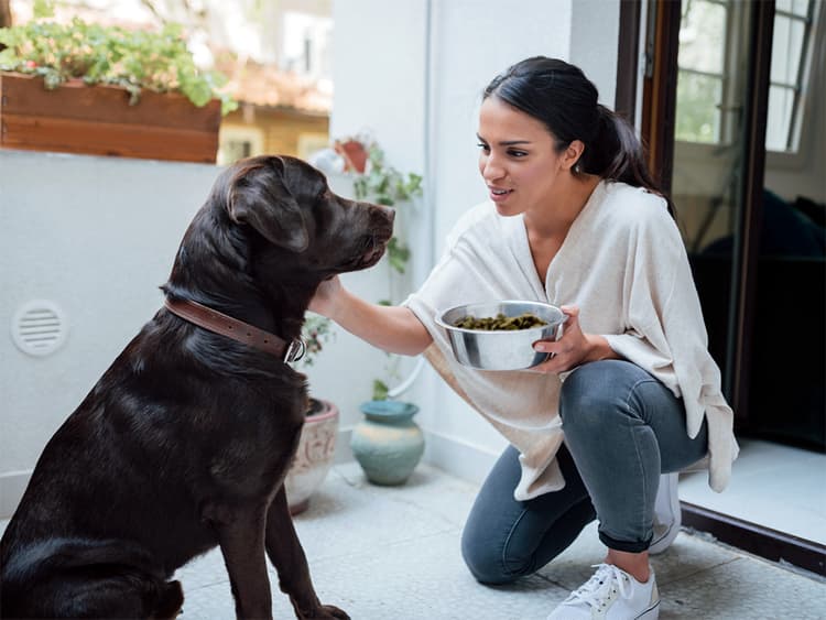 How Many Cups Are in a Pound of Dog Food?