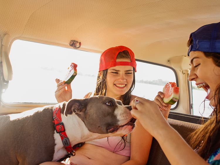 9 Healthy Summer Snacks to Share With Your Dog