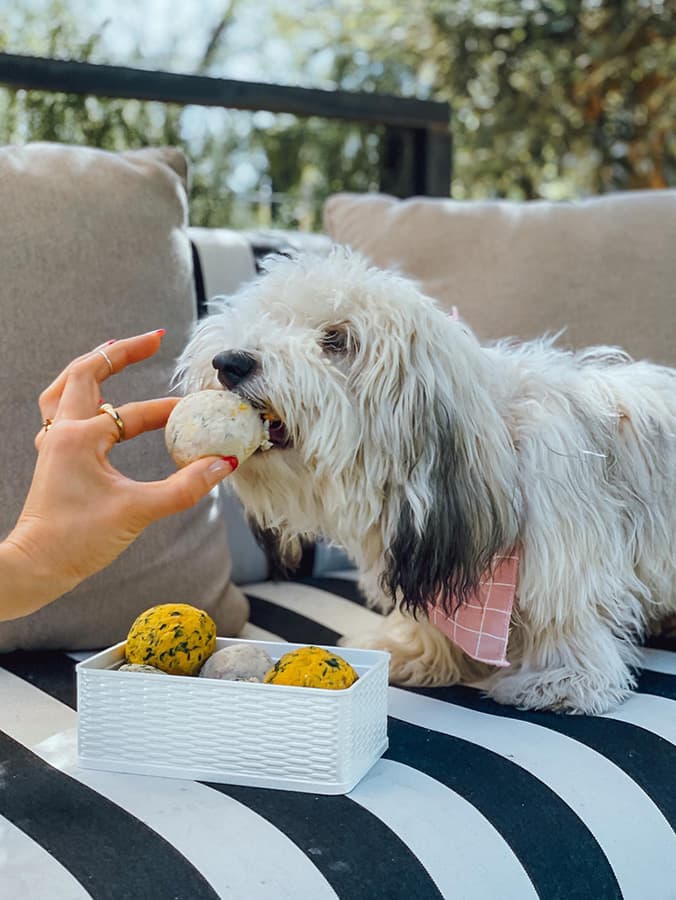 Migos Dog Keeps Things Fresh For You and Your Pup