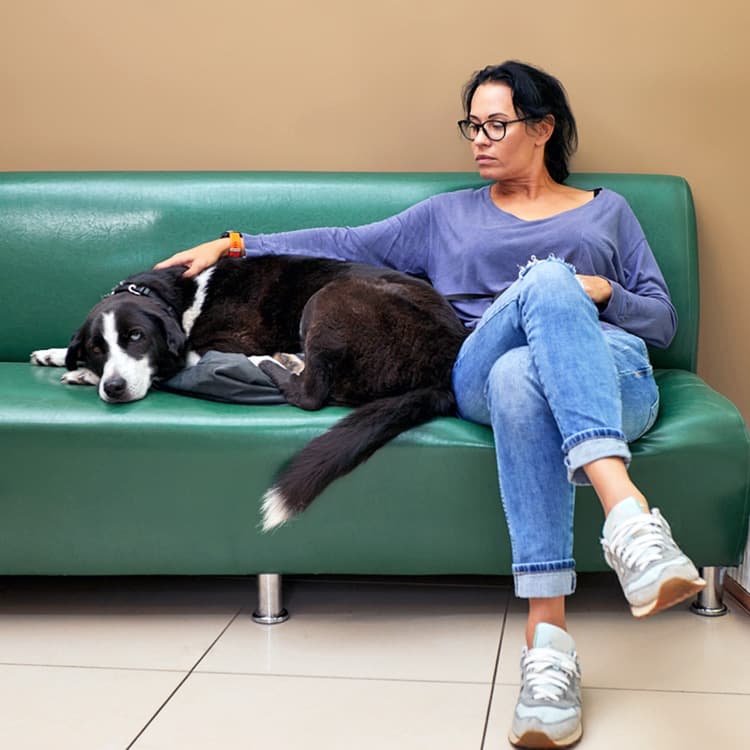 My Dog Has Bloody Diarrhea: What to Do and Home Remedies