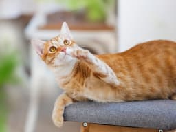 Why Do Cats Raise a Paw for No Reason?
