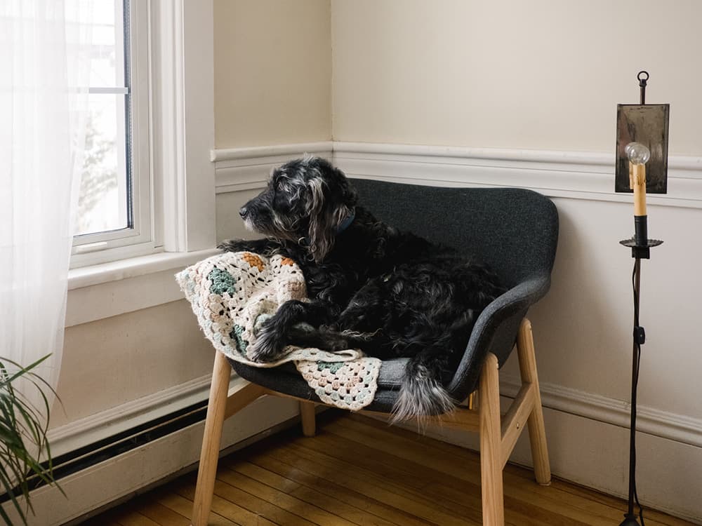 Celeb Dog Trainer Nicole Ellis on Getting Your Dog Used to Your Office Return