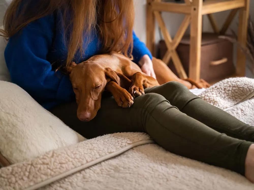 person with sick feeling dog on lap