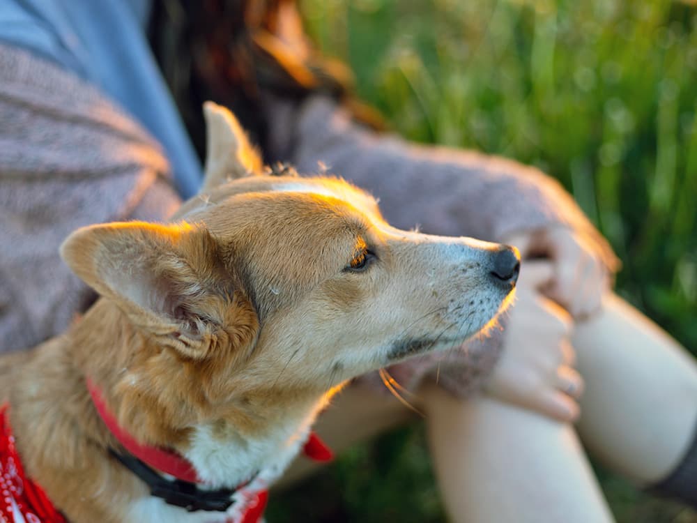 A Rabies-Infected Bat Was Found In Pasadena—Here’s What Pet Parents Should Know