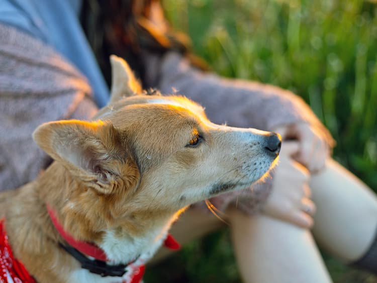 A Rabies-Infected Bat Was Found In Pasadena—Here’s What Pet Parents Should Know