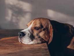 Do Dogs Grieve When Other Dogs Die?
