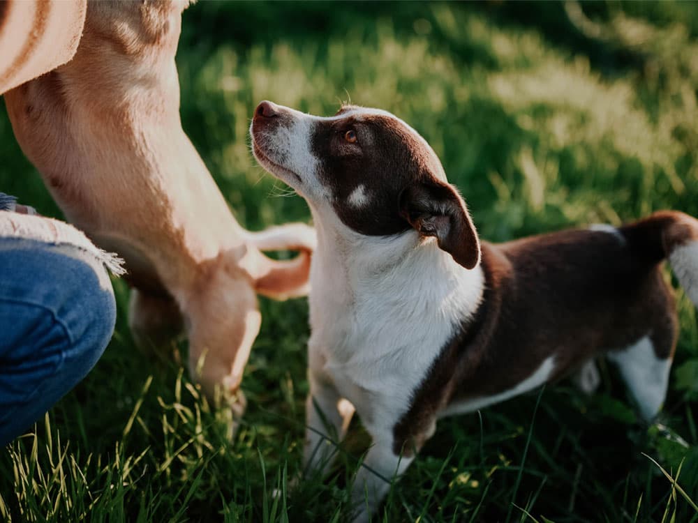 How Do Dogs Understand Humans?