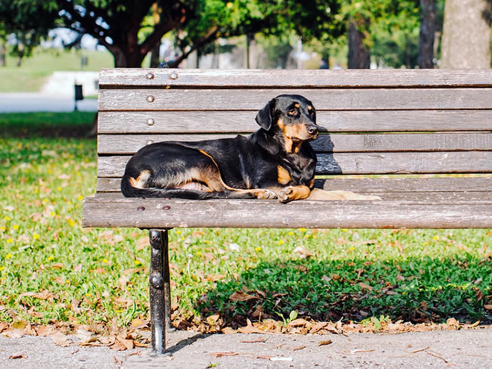 A New Report Finds That 35% of Cats and Dogs Are Homeless
