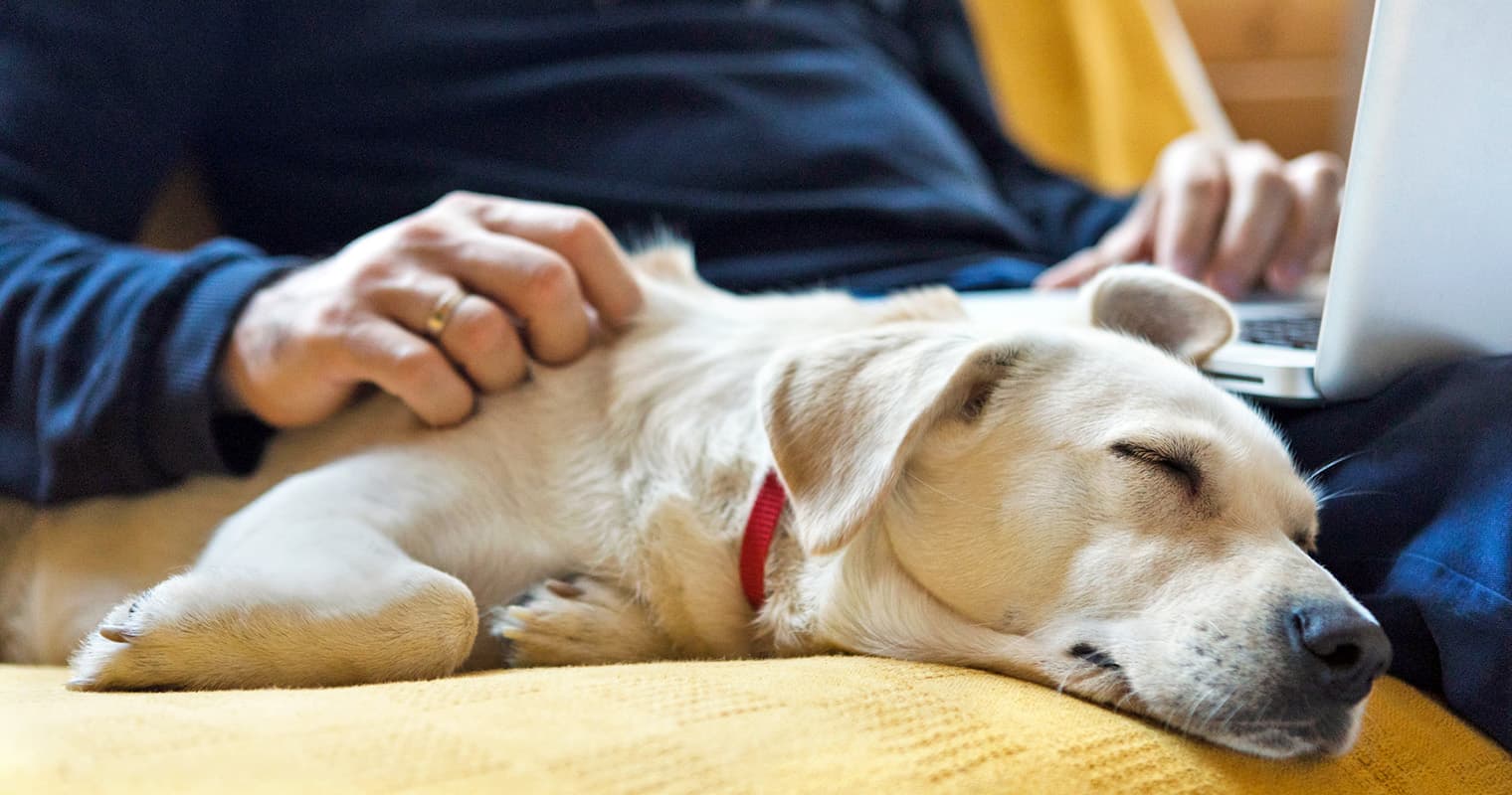 How Do I Rehome My Labrador Retriever?