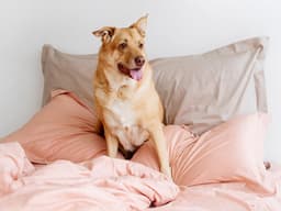 The Rule of 3s — Learn About Your Rescue Dog’s Major Milestones