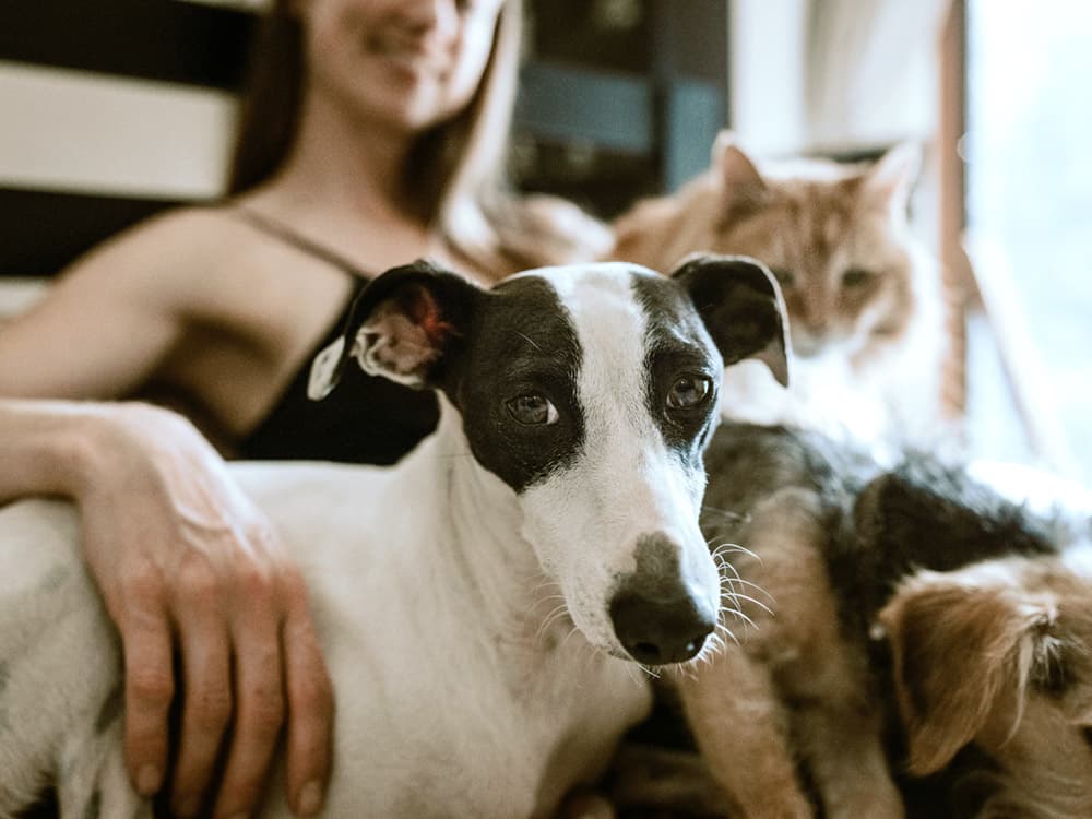Why You Should Get a Trust For Your Pet ASAP