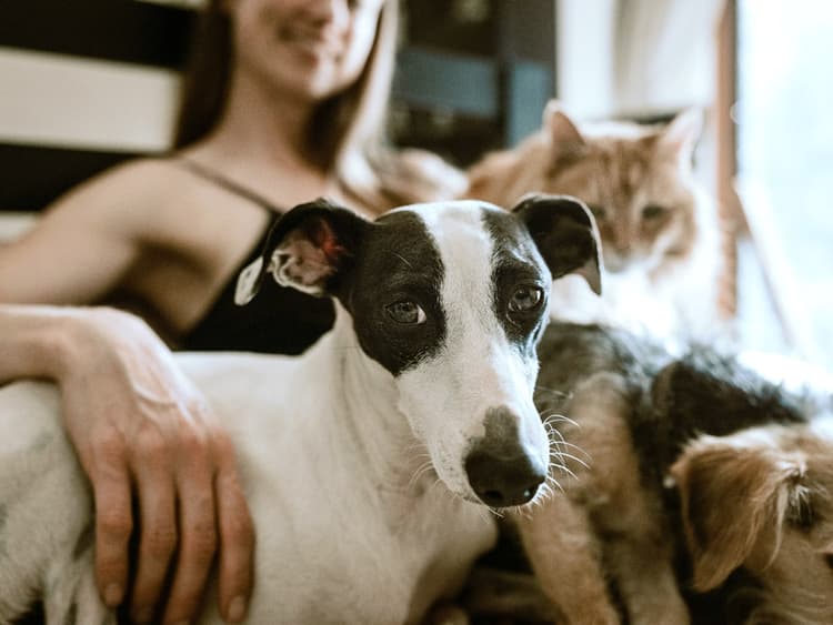Why You Should Get a Trust For Your Pet ASAP