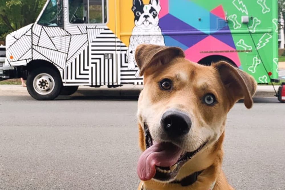 Dog Food Truck Woofbowl Is Parking it in LA for 2022