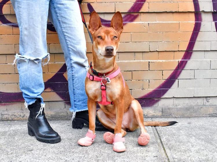 It’s Hot Out There—Here’s How to Protect Your Pup’s Paws