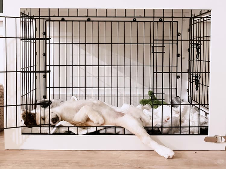 Crate-Train Your Puppy at Night in 7 Easy Steps
