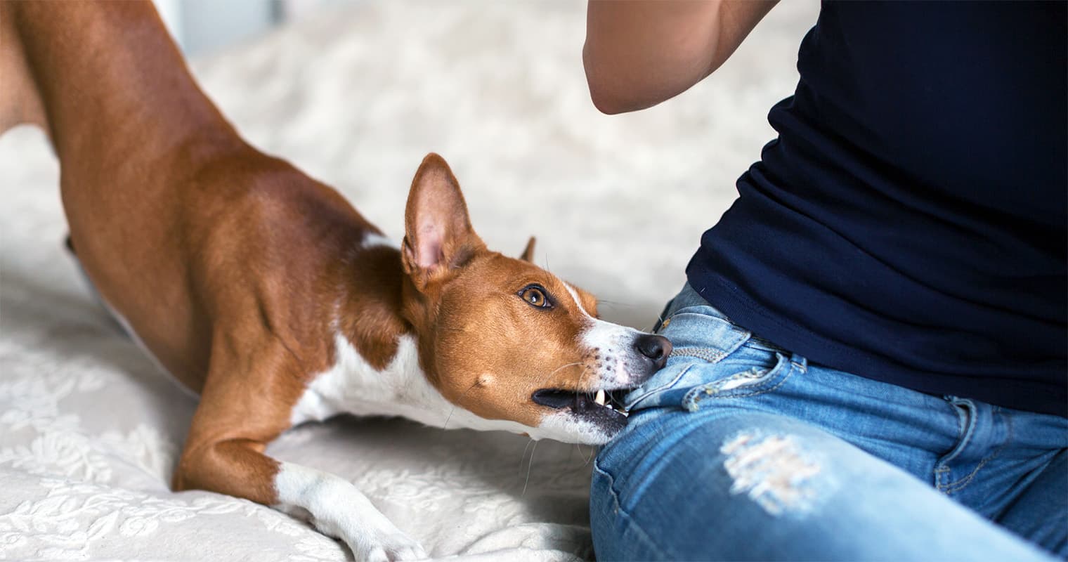 Do I Need a Tetanus Shot After a Dog Bite?