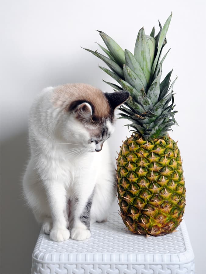 Can Cats Eat Pineapple?