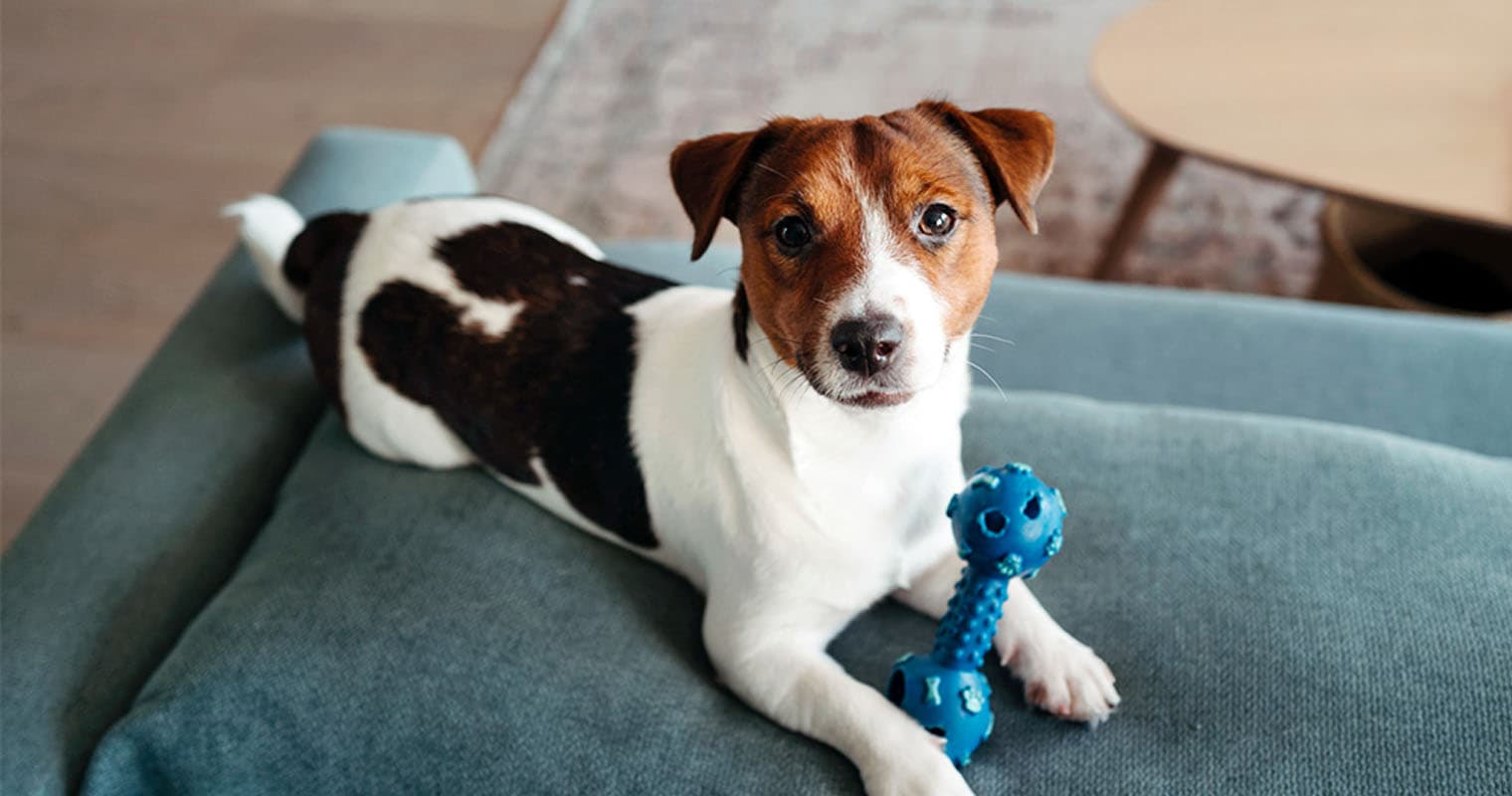 How to Prepare for Your Newly Adopted Dog