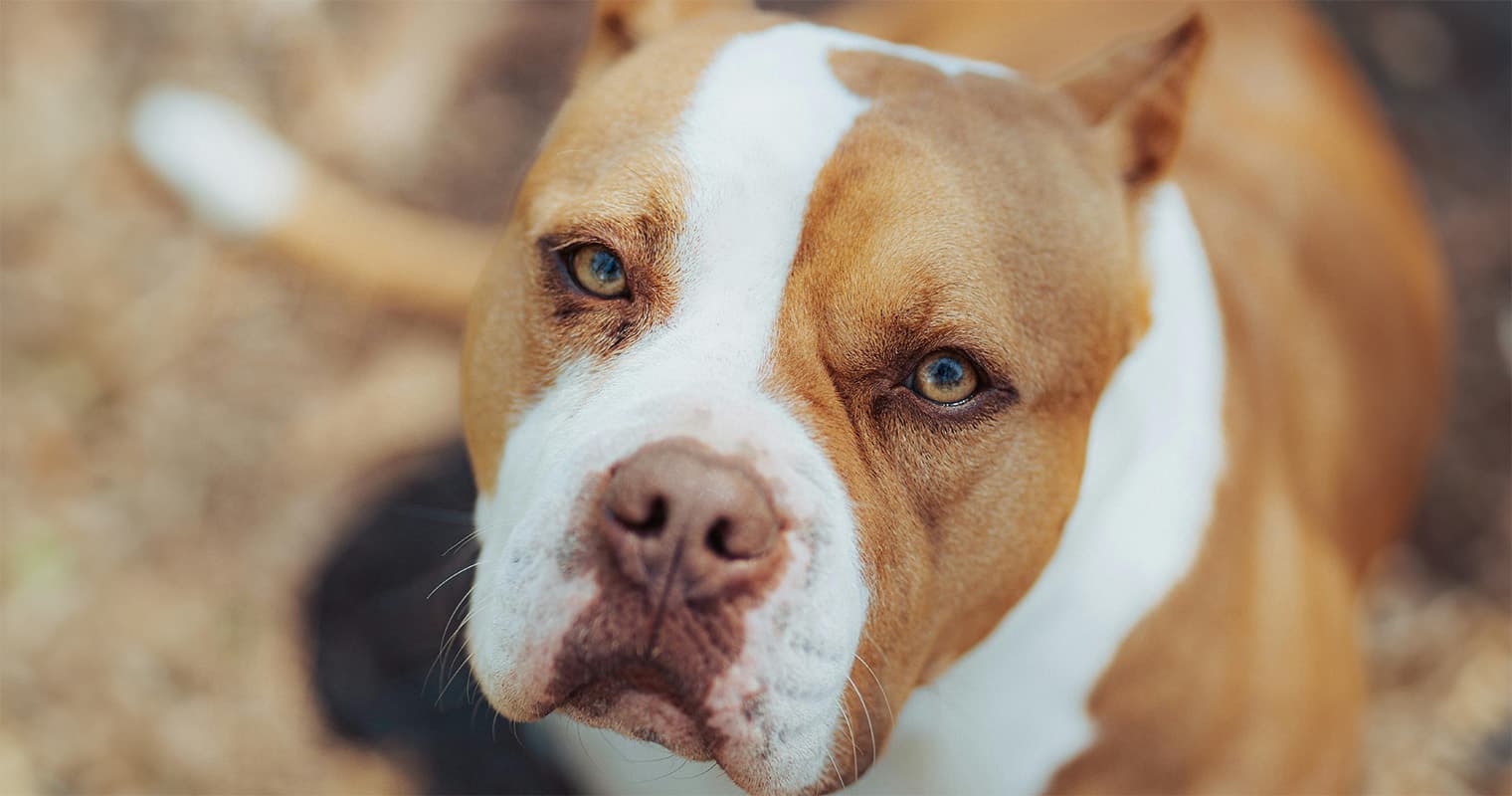 What is the Fastest Way to Rehome an American Staffordshire Terrier?