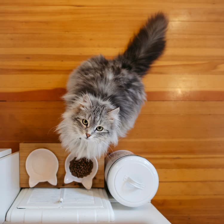 “Freeloading” Cats Won’t Work for Food