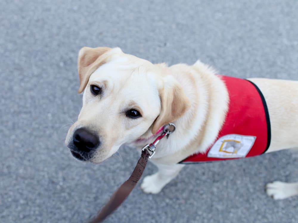 Service Dogs Can Ease Veterans’ PTSD and Anxiety, Studies Say