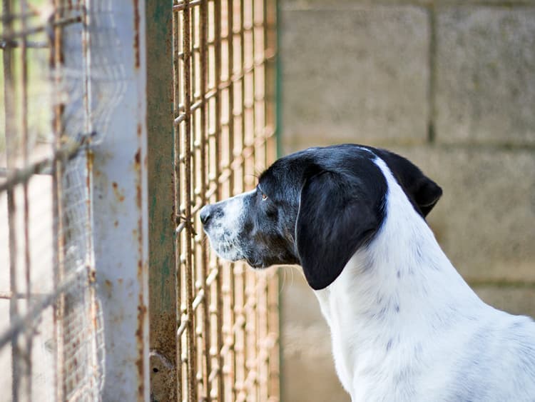 The Most Common Reasons People Surrender Their Pets—And How You Can Help