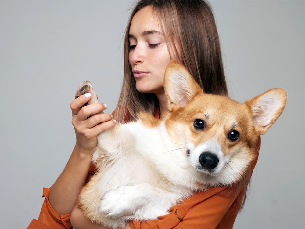 Dry Paws on Dogs: Causes, Symptoms, and Treatment