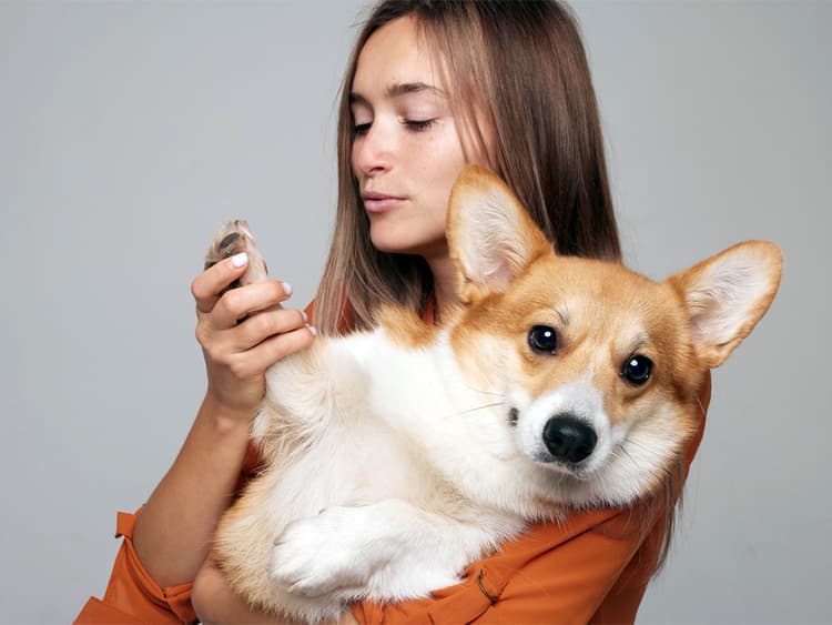 Dry Paws on Dogs: Causes, Symptoms, and Treatment