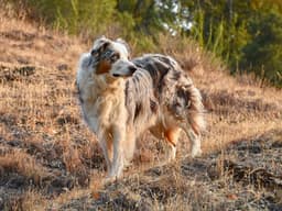 How to Hike Safely With Your Dog This Summer