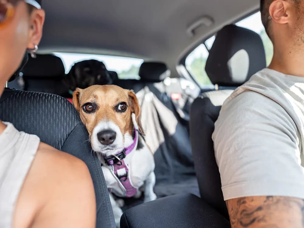 two people driving away in car with a dog