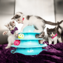 Shelter Pets Deserve Christmas Gifts, Too