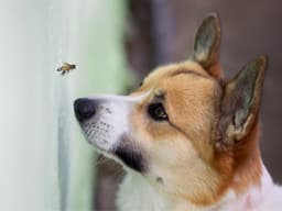 What to Do If Your Dog Gets Stung By a Bee